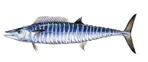 Sierra Wahoo