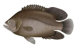 Berrugate