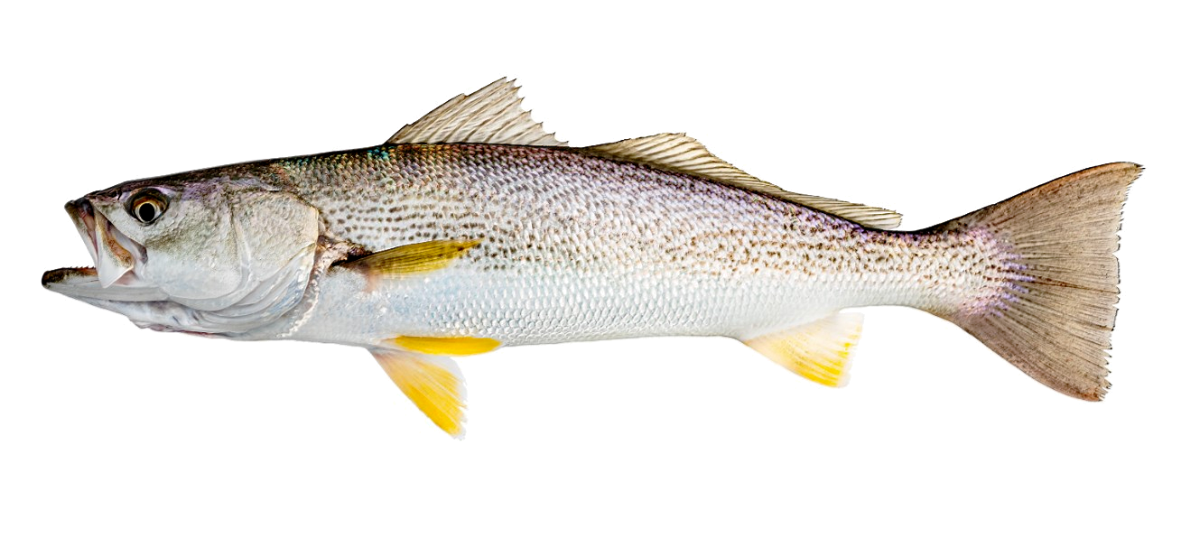 Corvina