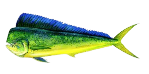 Dorado