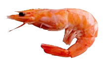 Gambas