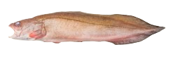 Merluza