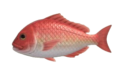 Pargo Rojo