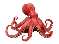 Pulpo