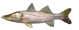 Robalo