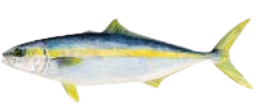 Sardinata
